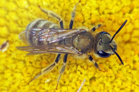 Halictus (Seladonia) subauratus / Dichtpunktierte Goldfurchenbiene / Schmal- / Furchenbienen - Halictidae / Ordnung: Hautflügler - Hymenoptera