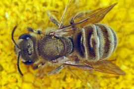 Halictus (Seladonia) subauratus / Dichtpunktierte Goldfurchenbiene / Schmal- / Furchenbienen - Halictidae / Ordnung: Hautflgler - Hymenoptera