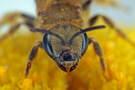 Halictus (Seladonia) subauratus / Dichtpunktierte Goldfurchenbiene / Schmal- / Furchenbienen - Halictidae / Ordnung: Hautflgler - Hymenoptera