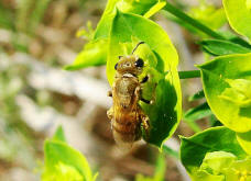 Halictus (Seladonia) subauratus / Dichtpunktierte Goldfurchenbiene / Schmal- / Furchenbienen - Halictidae / Ordnung: Hautflgler - Hymenoptera