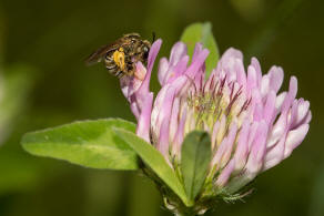 Halictus (Seladonia) subauratus / Dichtpunktierte Goldfurchenbiene / Schmal- / Furchenbienen - Halictidae / Ordnung: Hautflügler - Hymenoptera
