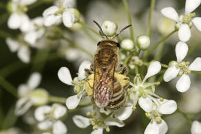 Halictus (Seladonia) subauratus / Dichtpunktierte Goldfurchenbiene / Schmal- / Furchenbienen - Halictidae / Ordnung: Hautflügler - Hymenoptera