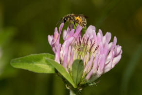 Halictus (Seladonia) subauratus / Dichtpunktierte Goldfurchenbiene / Schmal- / Furchenbienen - Halictidae / Ordnung: Hautflügler - Hymenoptera
