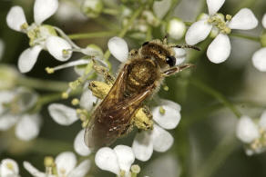 Halictus (Seladonia) subauratus / Dichtpunktierte Goldfurchenbiene / Schmal- / Furchenbienen - Halictidae / Ordnung: Hautflgler - Hymenoptera