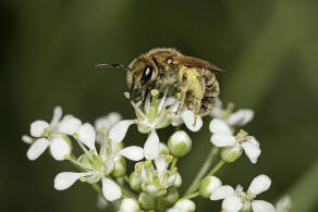 Halictus (Seladonia) subauratus / Dichtpunktierte Goldfurchenbiene / Schmal- / Furchenbienen - Halictidae / Ordnung: Hautflügler - Hymenoptera