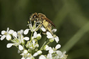 Halictus (Seladonia) subauratus / Dichtpunktierte Goldfurchenbiene / Schmal- / Furchenbienen - Halictidae / Ordnung: Hautflügler - Hymenoptera