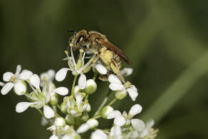 Halictus (Seladonia) subauratus / Dichtpunktierte Goldfurchenbiene / Schmal- / Furchenbienen - Halictidae / Ordnung: Hautflgler - Hymenoptera