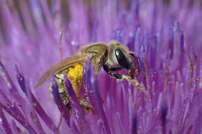 Halictus (Seladonia) subauratus / Dichtpunktierte Goldfurchenbiene / Schmal- / Furchenbienen - Halictidae / Ordnung: Hautflgler - Hymenoptera