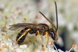 Halictus tumulorum / Gewöhnliche Goldfurchenbiene / Schmal- / Furchenbienen - Halictidae / Ordnung: Hautflügler - Hymenoptera
