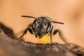 Heriades crenulatus / Gekerbte Lcherbiene / Megachilidae ("Blattschneiderbienenartige") - Osmiini - Hautflgler - Hymenoptera