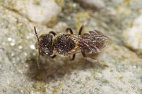 Heriades (Michenerella) punctulifera Schletterer, 1889 / Megachilidae ("Blattschneiderbienenartige") - Osmiini / Hautflgler - Hymenoptera