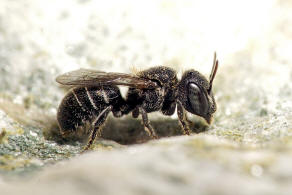 Heriades (Michenerella) punctulifera Schletterer, 1889 / Megachilidae ("Blattschneiderbienenartige") - Osmiini / Hautflgler - Hymenoptera