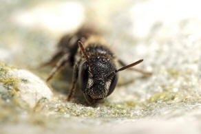 Heriades (Michenerella) punctulifera Schletterer, 1889 / Megachilidae ("Blattschneiderbienenartige") - Osmiini / Hautflgler - Hymenoptera