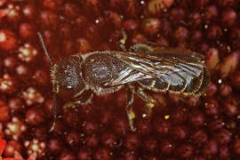 Heriades truncorum / Lcherbiene / Megachilinae ("Blattschneiderbienenartige") / Hautflgler - Hymenoptera