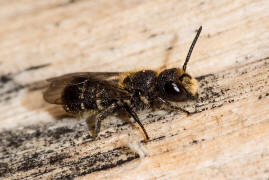 Heriades truncorum / Lcherbiene / Megachilinae ("Blattschneiderbienenartige") / Hautflgler - Hymenoptera