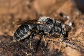 Hoplitis adunca / Natternkopf-Mauerbiene / Megachilinae ("Blattschneiderbienenartige") / Hautflügler - Hymenoptera