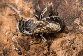 Hoplitis adunca / Natternkopf-Mauerbiene / Megachilinae ("Blattschneiderbienenartige") / Hautflgler - Hymenoptera