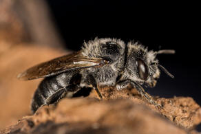 Hoplitis adunca / Natternkopf-Mauerbiene / Megachilinae ("Blattschneiderbienenartige") / Hautflgler - Hymenoptera