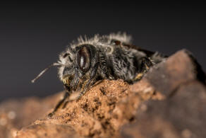 Hoplitis adunca / Natternkopf-Mauerbiene / Megachilinae ("Blattschneiderbienenartige") / Hautflgler - Hymenoptera