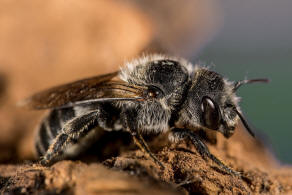 Hoplitis adunca / Natternkopf-Mauerbiene / Megachilinae ("Blattschneiderbienenartige") / Hautflgler - Hymenoptera