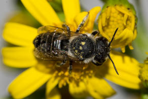 Megachile argentata / Filzzahn-Blattschneiderbiene / Megachilidae ("Blattschneiderbienenartige") / Hautflügler - Hymenoptera