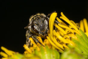 Megachile argentata / Filzzahn-Blattschneiderbiene / Megachilidae ("Blattschneiderbienenartige") / Hautflügler - Hymenoptera