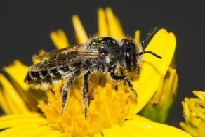 Megachile argentata / Filzzahn-Blattschneiderbiene / Megachilidae ("Blattschneiderbienenartige") / Hautflügler - Hymenoptera