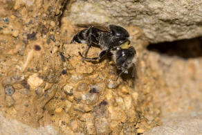 Hoplitis anthocopoides / Matte Natternkopfbiene / Megachilidae ("Blattschneiderbienenartige") / Hautflgler - Hymenoptera