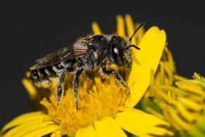 Megachile argentata / Filzzahn-Blattschneiderbiene / Megachilidae ("Blattschneiderbienenartige") / Hautflügler - Hymenoptera