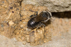 Hoplitis anthocopoides / Matte Natternkopfbiene / Megachilidae ("Blattschneiderbienenartige") / Hautflügler - Hymenoptera