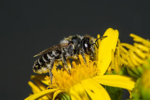 Megachile argentata / Filzzahn-Blattschneiderbiene / Megachilidae ("Blattschneiderbienenartige") / Hautflügler - Hymenoptera