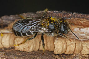 Hoplitis claviventris (syn. Osmia claviventris) / Gelbspornige Stngelbiene / Megachilinae ("Blattschneiderbienenartige") / Hautflgler - Hymenoptera