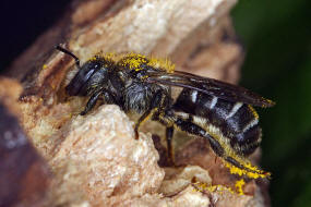 Hoplitis claviventris (syn. Osmia claviventris) / Gelbspornige Stngelbiene / Megachilinae ("Blattschneiderbienenartige") / Hautflgler - Hymenoptera