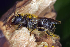 Hoplitis claviventris (syn. Osmia claviventris) / Gelbspornige Stngelbiene / Megachilinae ("Blattschneiderbienenartige") / Hautflgler - Hymenoptera