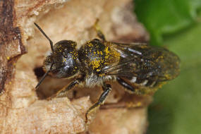 Hoplitis claviventris (syn. Osmia claviventris) / Gelbspornige Stngelbiene / Megachilinae ("Blattschneiderbienenartige") / Hautflgler - Hymenoptera