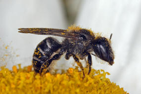 Hoplitis claviventris (syn. Osmia claviventris) / Gelbspornige Stngelbiene / Megachilinae ("Blattschneiderbienenartige") / Hautflgler - Hymenoptera