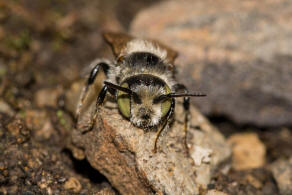 Hoplitis ravouxi / Franzsische Felsenbiene / Megachilidae - Blattschneiderbienenartige / Hautflgler - Hymenoptera