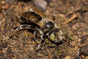 Hoplitis ravouxi / Franzsische Felsenbiene / Megachilidae - Blattschneiderbienenartige / Hautflgler - Hymenoptera