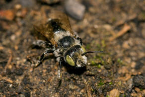 Hoplitis ravouxi / Französische Felsenbiene / Megachilidae - Blattschneiderbienenartige / Hautflügler - Hymenoptera