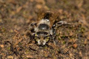 Hoplitis ravouxi / Franzsische Felsenbiene / Megachilidae - Blattschneiderbienenartige / Hautflgler - Hymenoptera