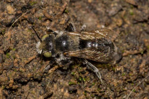 Hoplitis ravouxi / Franzsische Felsenbiene / Megachilidae - Blattschneiderbienenartige / Hautflgler - Hymenoptera