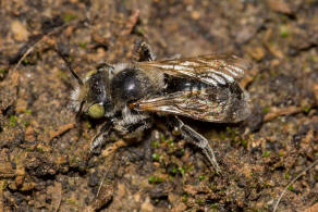 Hoplitis ravouxi / Franzsische Felsenbiene / Megachilidae - Blattschneiderbienenartige / Hautflgler - Hymenoptera