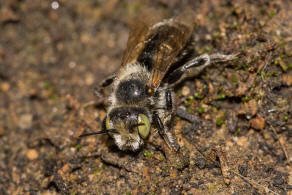 Hoplitis ravouxi / Französische Felsenbiene / Megachilidae - Blattschneiderbienenartige / Hautflügler - Hymenoptera