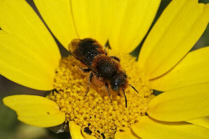 Hoplosmia pinguis (Prez, 1895) / Megachilidae - Blattschneiderbienenartige / Hautflgler - Hymenoptera