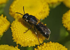 Hylaeus nigritus / Rainfarn-Maskenbiene / Colletinae - "Seidenbienenartige" / Ordnung: Hautflgler - Hymenoptera