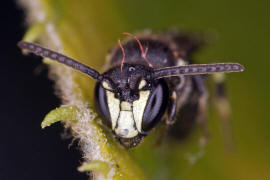 Hylaeus communis / Gewhnliche Maskenbiene / Colletinae - "Seidenbienenartige" / Ordnung: Hautflgler - Hymenoptera