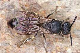 Hylaeus difformis / Beulen-Maskenbiene / Colletinae - "Seidenbienenartige" / Ordnung: Hautflgler - Hymenoptera