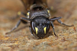 Hylaeus difformis / Beulen-Maskenbiene / Colletinae - "Seidenbienenartige" / Ordnung: Hautflgler - Hymenoptera