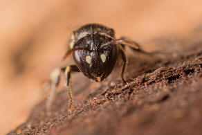 Hylaeus dilatatus / Rundfleck-Maskenbiene / Colletidae - "Seidenbienenartige" / Ordnung: Hautflgler - Hymenoptera