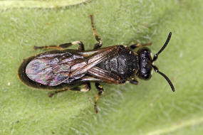 Hylaeus nigritus / Rainfarn-Maskenbiene / Colletinae - "Seidenbienenartige" / Ordnung: Hautflgler - Hymenoptera